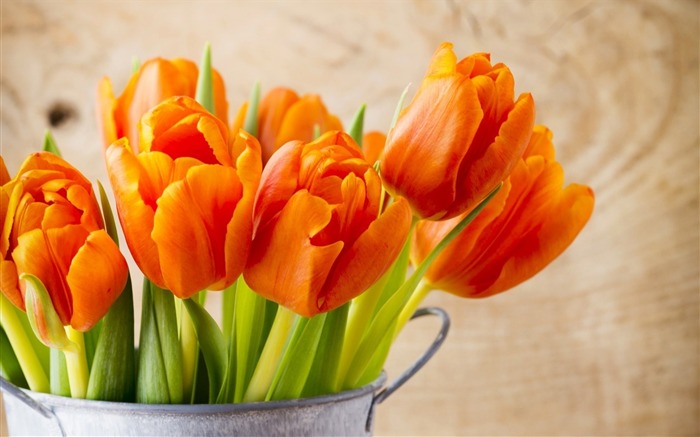 belles tulipes orange-HD Fond d'écran Vues:11346