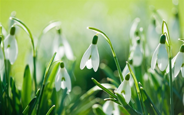 beautiful snowdrops-Photo HD Wallpaper Views:10567 Date:2015/3/15 2:57:00