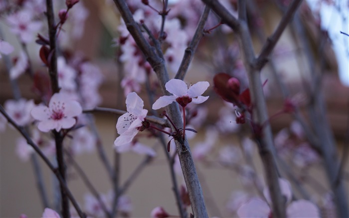 cherry blossom flowers-Photo HD Wallpaper Views:8656 Date:2015/3/15 2:58:04