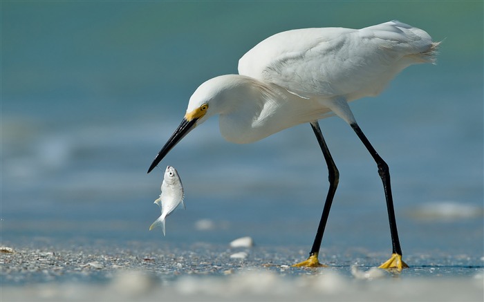 Heron Beach poissons de volaille-HD Fond d'écran Vues:8099