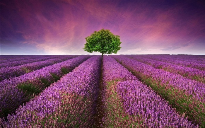 lavender field-Photo HD Wallpaper Views:18875 Date:2015/3/4 6:18:45