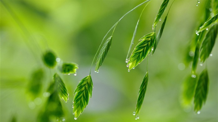 feuilles avec des gouttes d'eau-HD Fond d'écran Vues:7640