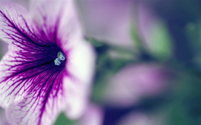 purple petite petunia-Photo HD Wallpapers Views:8601 Date:2015/3/15 3:11:35