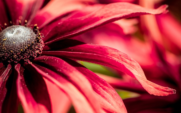 red rudbeckia closeup-Photo HD Wallpapers Views:6816 Date:2015/3/15 3:13:52