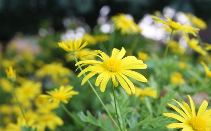 yellow blossom macro-Photo HD Wallpaper Views:7238 Date:2015/3/15 3:03:57