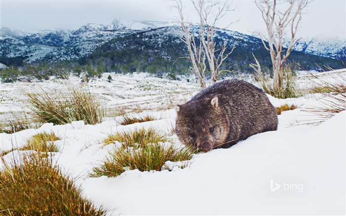 Couché animaux dans la neige-2015 Bing fond d'écran Vues:6290