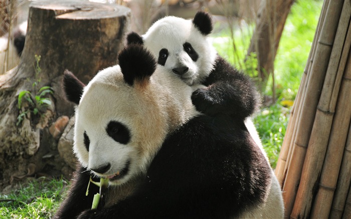 Bebé Panda y mamá-Animal fondo de pantalla HD Vistas:24316