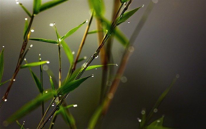 Bamboo Rain Photo-High Quality HD Wallpaper Views:13714 Date:2015/4/4 22:22:34