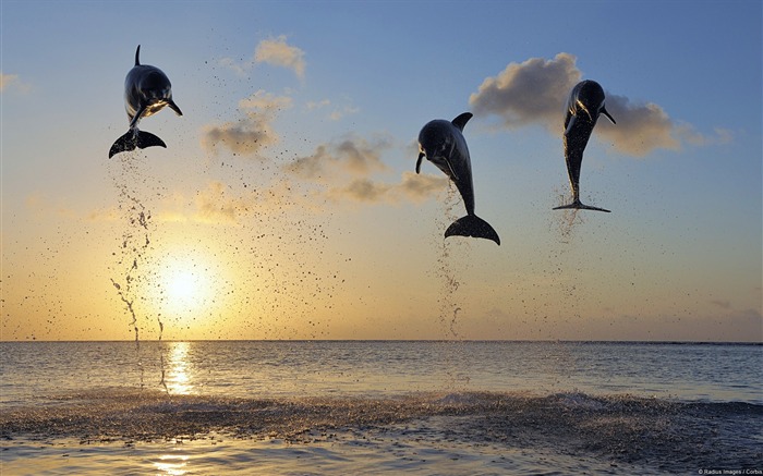 Dauphins Leaping-Windows 10 Fond d'écran Vues:10217