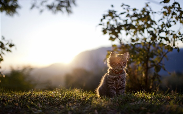 Fondo de pantalla de Cat Sunshine-Animal HD Vistas:9971