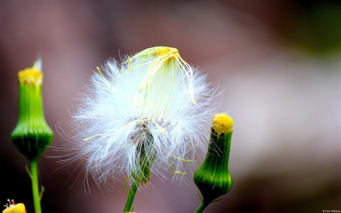 Buds and graines de pissenlit-Windows 10 Fond d'écran Vues:9791