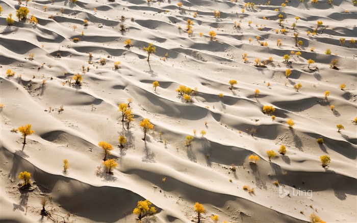 Les plantes du désert-2015 Bing fond d'écran Vues:6146