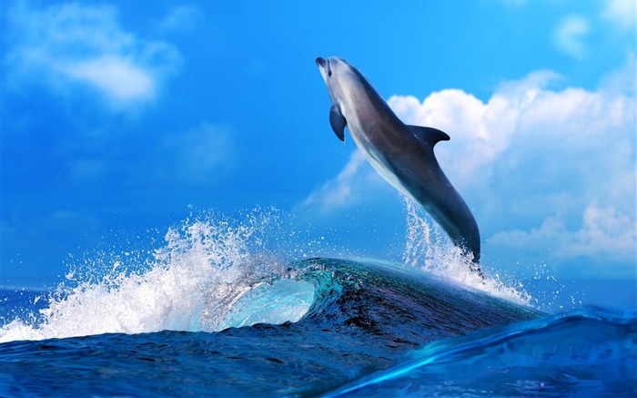 Dolphin Jumping In Waves-Animal fondo de pantalla HD Vistas:14394