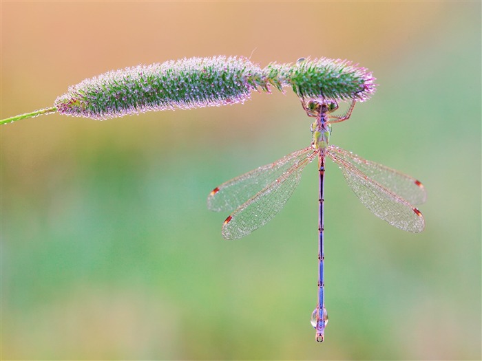 Fondo de pantalla de Dragonfly Macro-Animal HD Vistas:8855