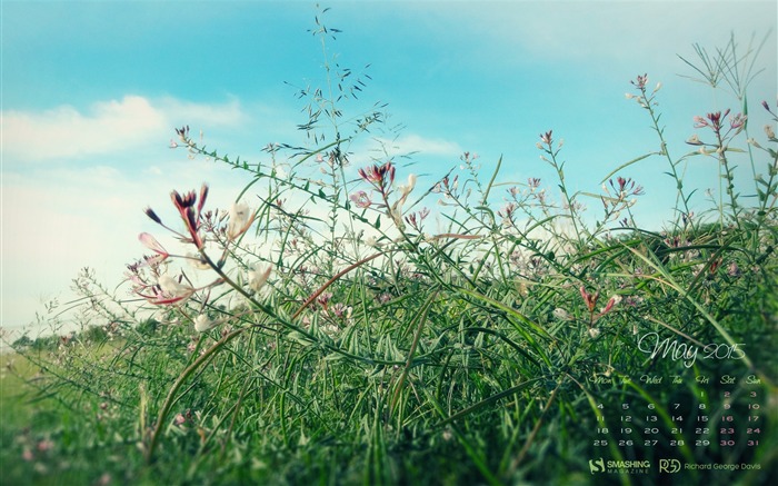 Fondo de pantalla de Calendario de flores silvestres de campo-mayo de 2015 Vistas:7441