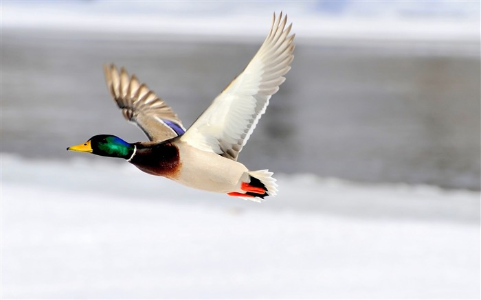 Flying Duck-Animal fondo de pantalla HD Vistas:10445