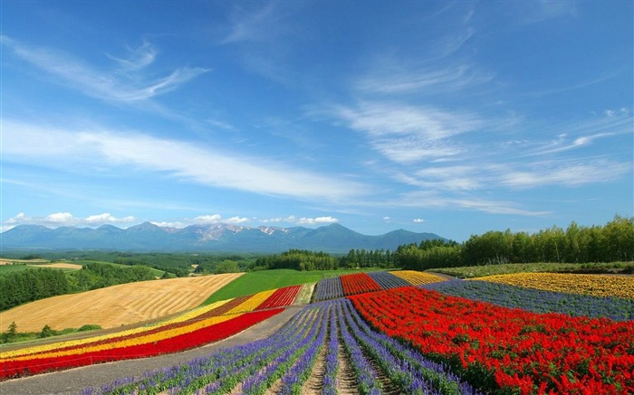 Hokkaido Japon Fleurs-HD Fond d'écran Vues:15188