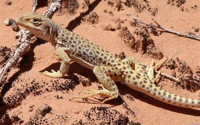 Leopard Lizard-Windows 10 Fond d'écran Vues:10260