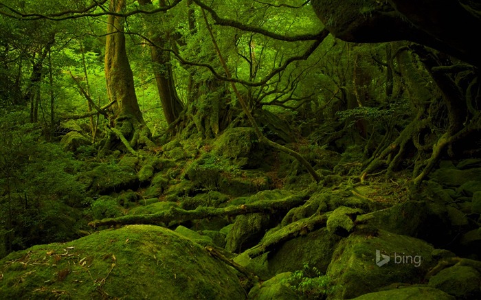 Lush forest-2015 Bing wallpaper tema Visualizações:16235