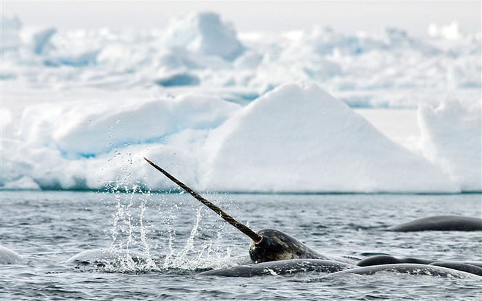 Fondo de pantalla de Narwhal Whale-Animal HD Vistas:13190