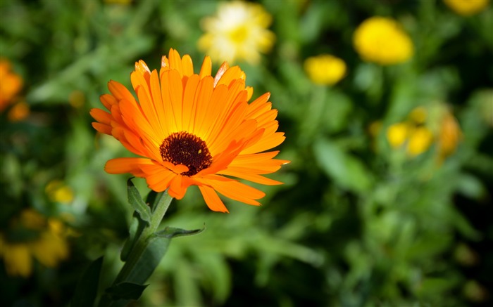 Orange chrysanthemums-Photo HD Wallpaper Views:8770 Date:2015/4/27 7:23:07