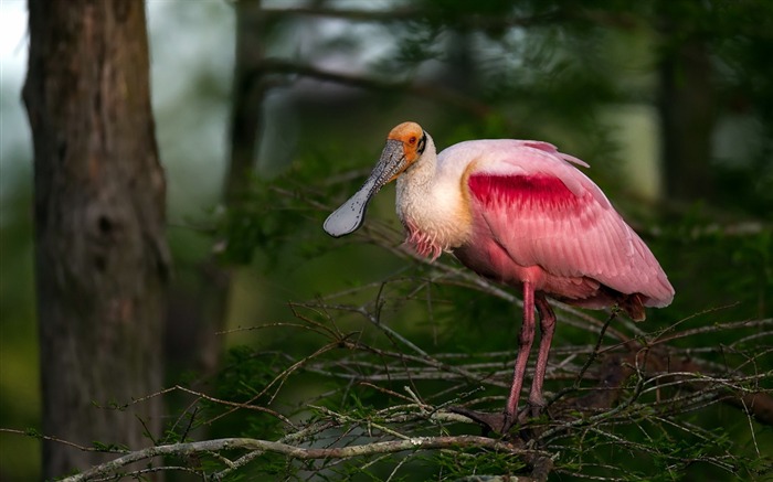 Roseate Spoonbill-Animal fondo de pantalla HD Vistas:7499