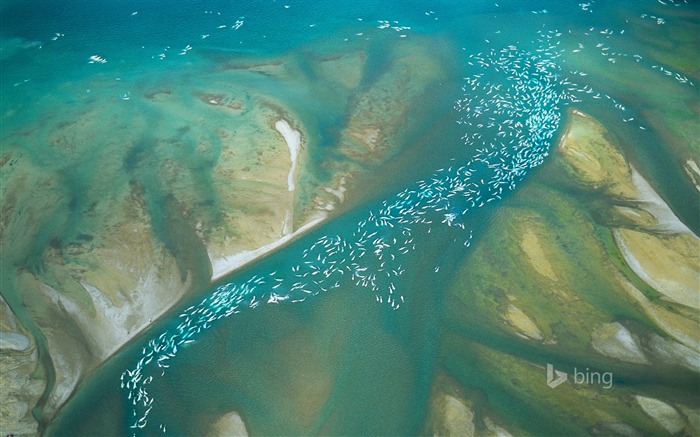 Poisson de mer-2015 Bing fond d'écran Vues:7204