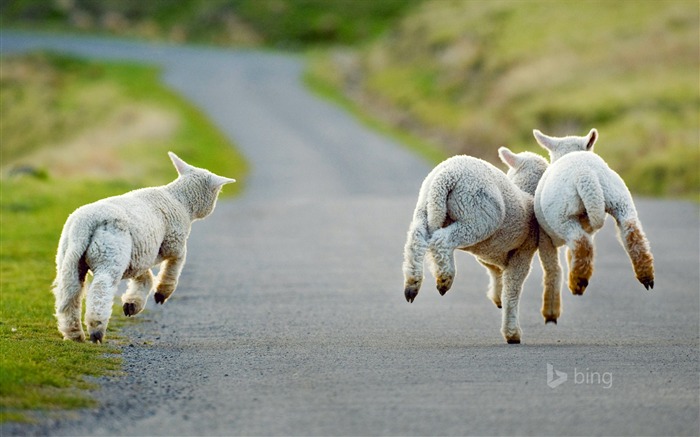 Sheep running-2015 Bing wallpaper tema Visualizações:13090