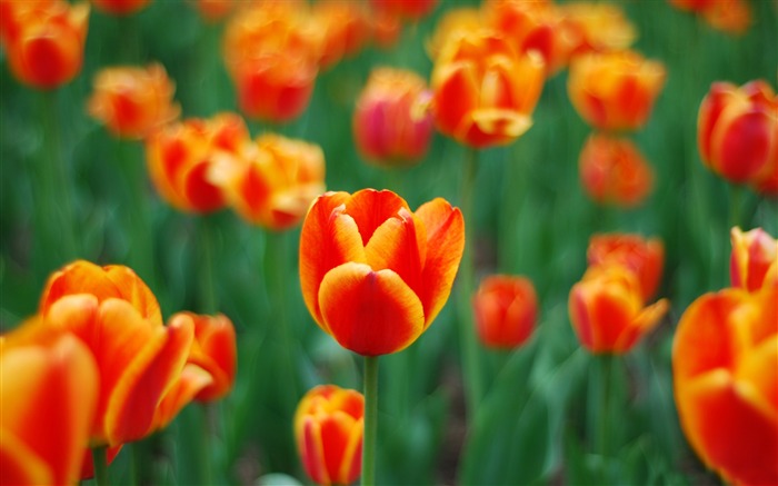 Tulipes rouges Printemps-Photo HD Fond d'écran Vues:6732