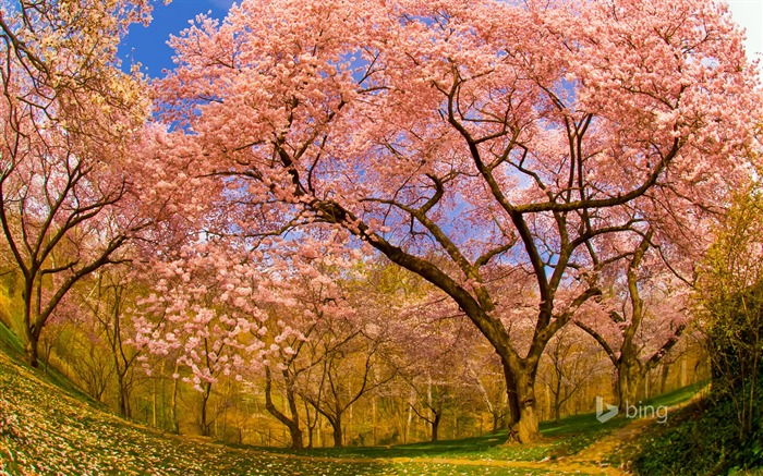 Printemps cerisiers en fleurs-2015 Bing fond d'écran Vues:11781