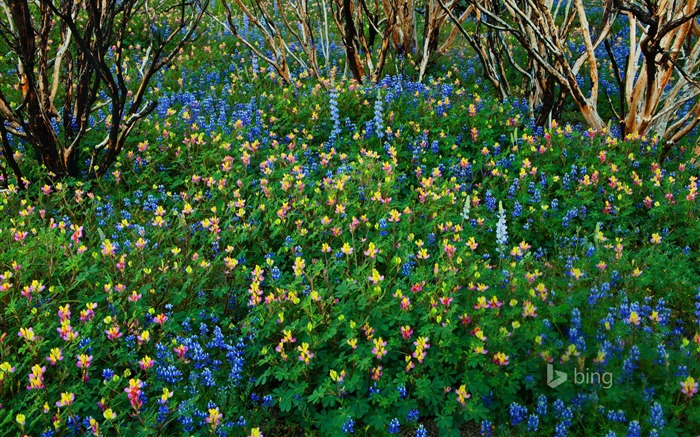 Floresta selvagem de primavera em todo o lado - papel de parede do tema 2015 Bing Visualizações:11064