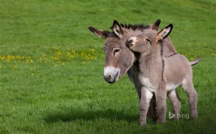 Deux petit âne mignon-2015 Bing fond d'écran Vues:15668