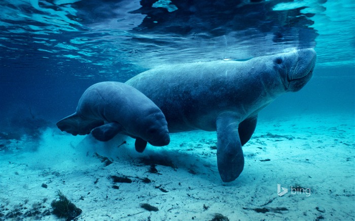 Underwater lions de mer-2015 Bing fond d'écran Vues:8385