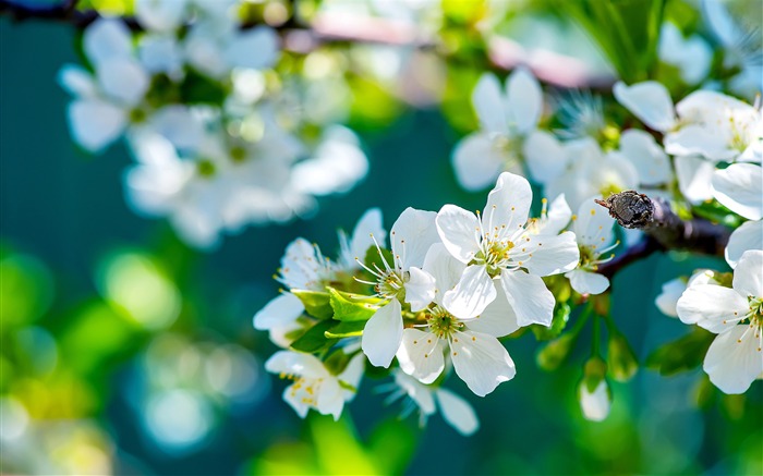 pomme fleurs blanches-Photo HD Fond d'écran Vues:9327