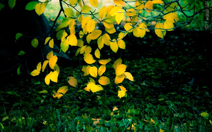 automne fleurs jaunes-Photo HD Fond d'écran Vues:8729