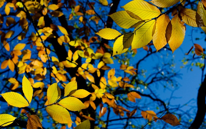 automne feuilles jaunes-Photo HD Fond d'écran Vues:7903