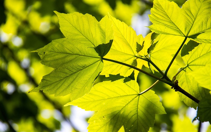 feuilles rétro-éclairé-Photo HD Fond d'écran Vues:8127