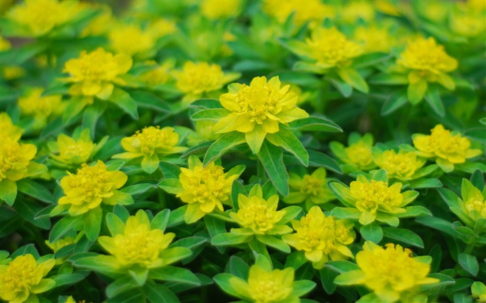 belles fleurs jaunes-Photo HD Fond d'écran Vues:7071