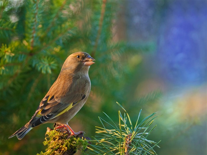 조류 goldfinch - 동물의 HD 바탕 화면 찾아보기 :11649