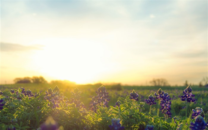 Bluebonnet sunrise-Nature HD Wallpaper Visualizações:9050