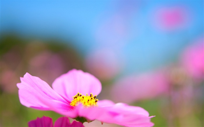 コスモスの花-写真のHDの壁紙 ブラウズ:7778