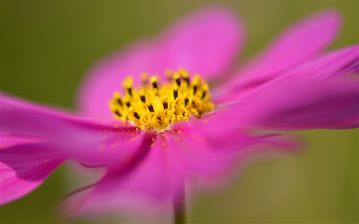 コスモスの花のマクロ-写真のHDの壁紙 ブラウズ:8227