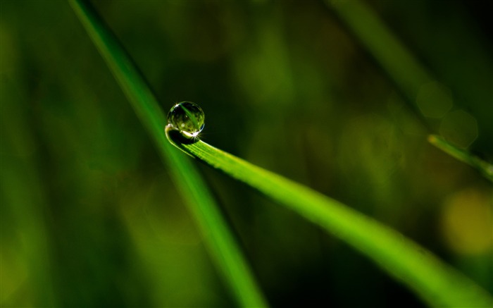 dew drop macro-Photo HD Wallpaper Views:8413 Date:2015/4/27 7:20:51