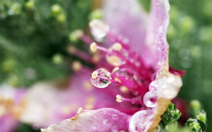 gouttelettes de fleurs-Photo HD Fond d'écran Vues:7890