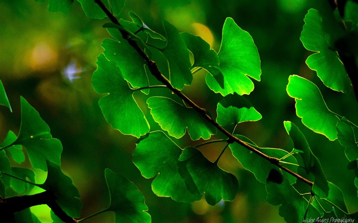 les feuilles vertes ginkgo-Photo HD Fond d'écran Vues:10309