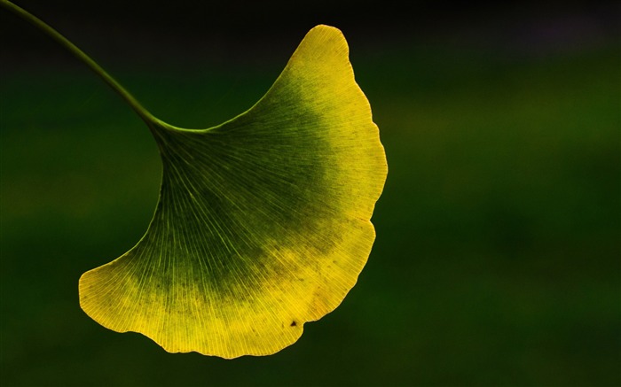 feuille de ginkgo macro-Photo HD Fond d'écran Vues:9892