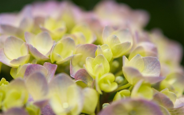 fleurs d'hortensia-Photo HD Fond d'écran Vues:8641