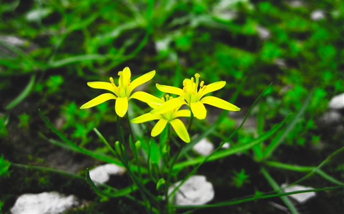 iran fleurs jaunes-Photo HD Fond d'écran Vues:7144