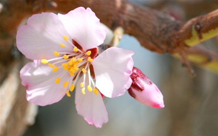 春の花植物のHDデスクトップの壁紙 ブラウズ:27409