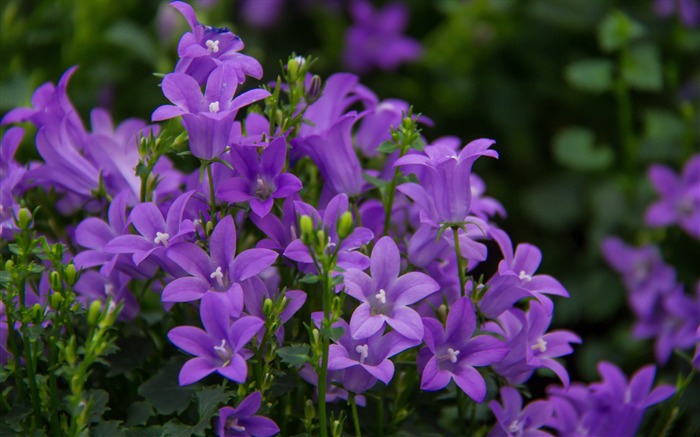 jolies fleurs violettes-Photo HD Fond d'écran Vues:10746